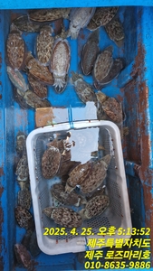 로즈마리호 갑조황 선상낚시로 잡은 물고기 조황