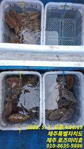 로즈마리호 갑호조황 선상낚시로 잡은 물고기 조황