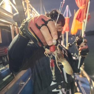 9월14일 실시간 주꾸미 선상낚시로 잡은 물고기 조황