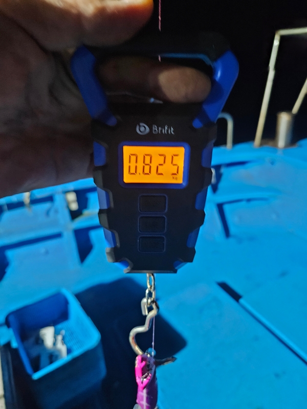 다원피싱의 조황일지 이미지 - 8