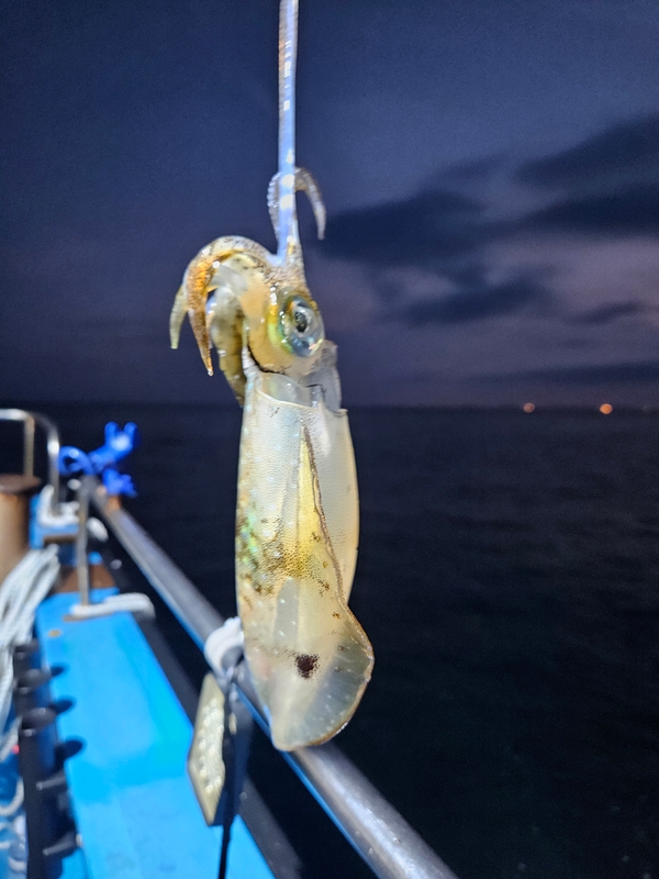 다원피싱의 조황일지 이미지 - 14