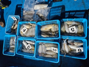 다원피싱)무늬팁런 씨알좋은 가을무늬 만나러 오셔요  선상낚시로 잡은 물고기 조황