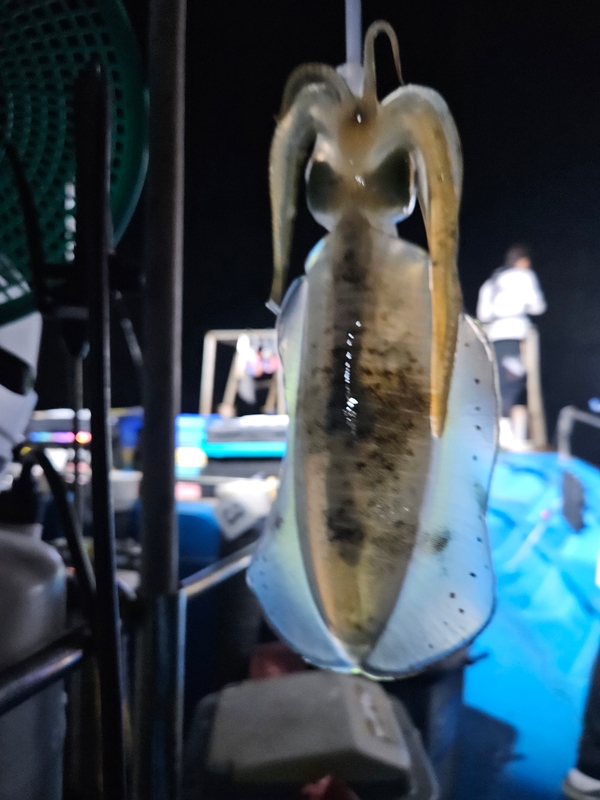 다원피싱의 조황일지 이미지 - 7