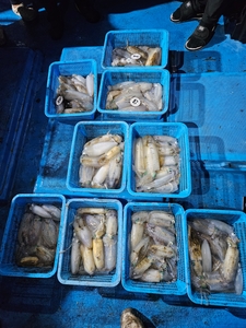 다원피싱)무늬팁런 마릿수싸이즈 최고입니다 1.5kg 오버도 ~~ 선상낚시로 잡은 물고기 조황