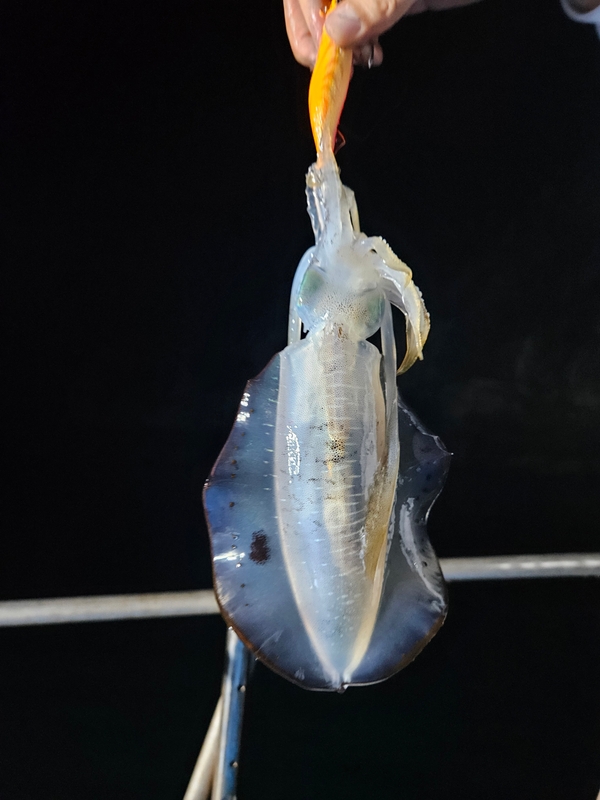 다원피싱의 조황일지 이미지 - 4