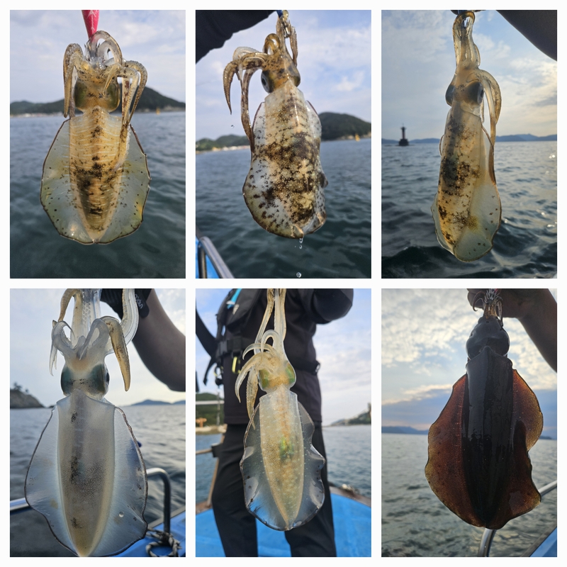 다원피싱의 조황일지 이미지 - 1