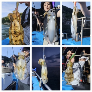 다원피싱)무늬팁런 금토일 쭉쭉 나갑니다  선상낚시로 잡은 물고기 조황