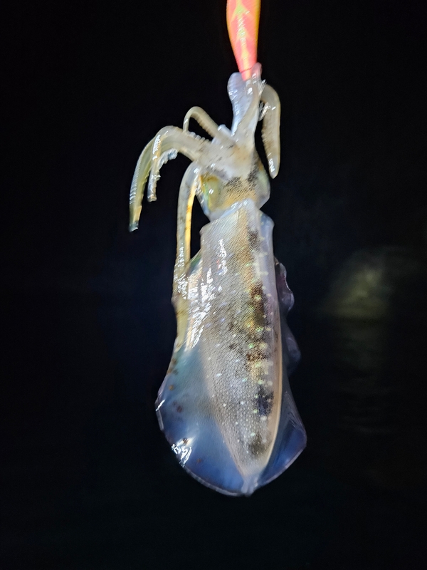 다원피싱의 조황일지 이미지 - 5