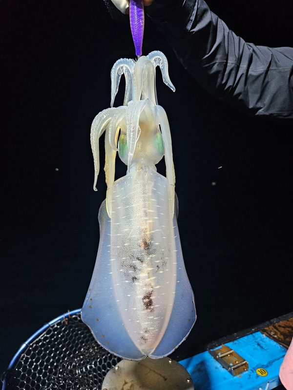 다원피싱의 조황일지 이미지 - 9