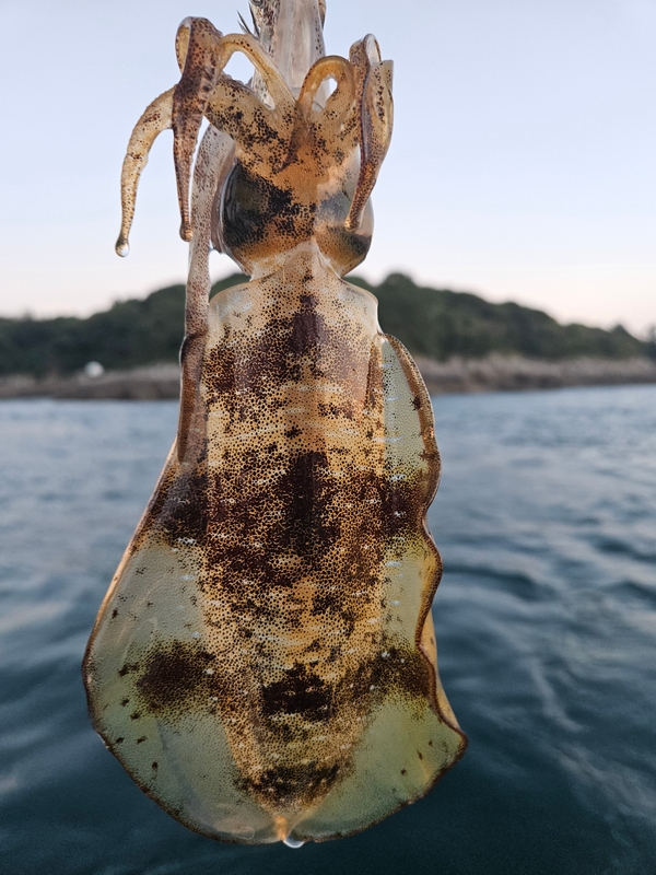 다원피싱의 조황일지 이미지 - 4