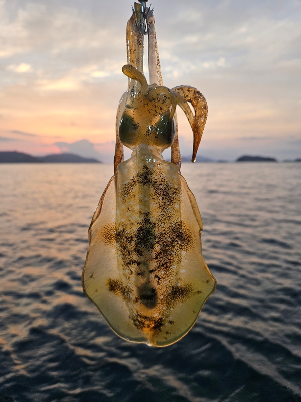 다원피싱의 조황일지 이미지 - 3