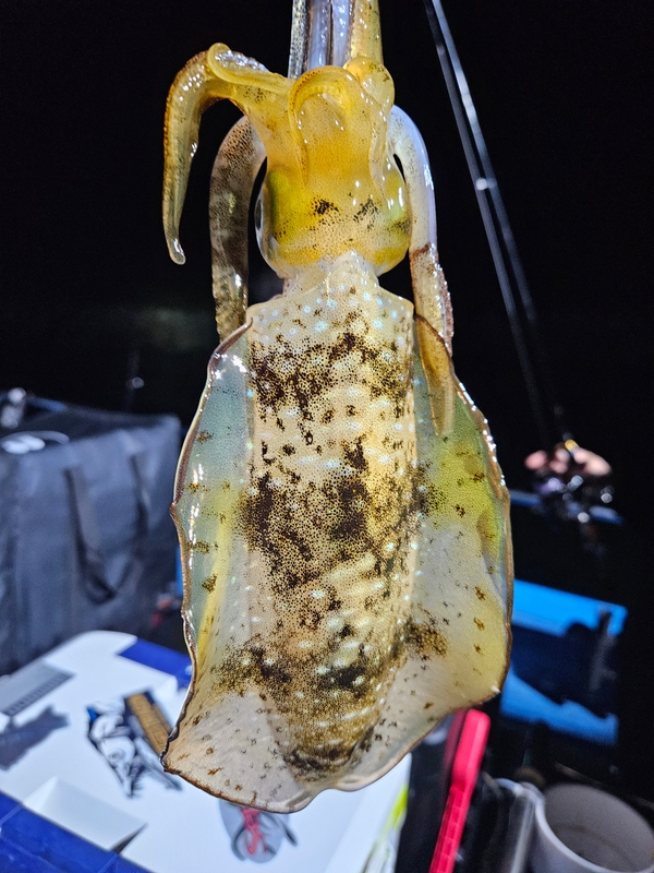 다원피싱의 조황일지 이미지 - 3