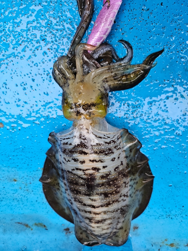 다원피싱의 조황일지 이미지 - 2