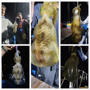 다원피싱)무늬팁런 마릿수 시작되려나봅니다 오늘도 16시출항합니다 선상낚시로 잡은 물고기 조황