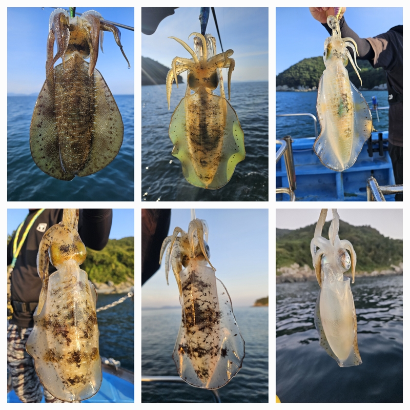 다원피싱의 조황일지 이미지 - 1