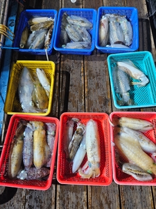 다원피싱)무늬팁런 1인 10수이상씩 골고루 나왔습니다 내일도 정상출항 선상낚시로 잡은 물고기 조황