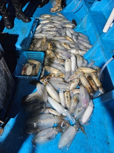 다원피싱)무늬팁런 싸이즈가 무시무시합니다 마릿수도 터져버렸답니다  선상낚시로 잡은 물고기 조황