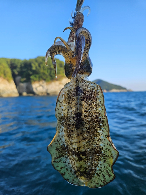 다원피싱의 조황일지 이미지 - 2