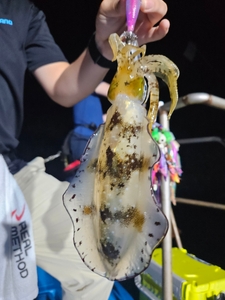 다원피싱)무늬팁런 soso한 조황  선상낚시로 잡은 물고기 조황