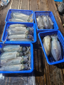 다원피싱)무늬팁런 싸이즈가 !!  아주 좋습니다  선상낚시로 잡은 물고기 조황