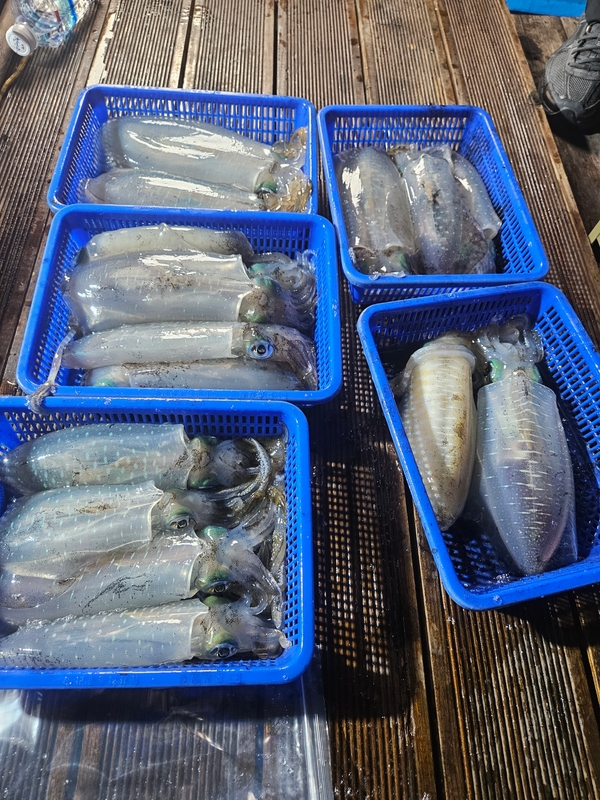 다원피싱의 조황일지 이미지 - 0