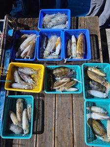 다원피싱)무늬팁런주말정상출조 마릿수하시러 같이 달리시죠 선상낚시로 잡은 물고기 조황