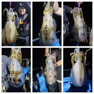 다원피싱)무늬팁런 목 금 토 일 자리 조금씩 있습니다 요새 무늬터졌습니다 선상낚시로 잡은 물고기 조황