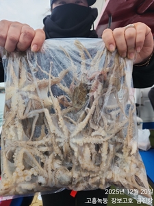 20일 녹동알쭈꾸미 실시간 ~ 선상낚시로 잡은 물고기 조황