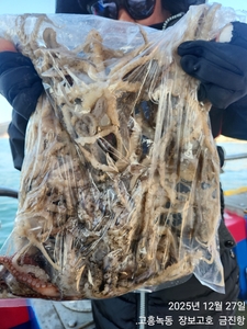 27일 녹동알쭈꾸미 싸이즈 좋네~ 선상낚시로 잡은 물고기 조황