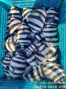 설명절전 제수고기 잡으러오세요 ~ 선상낚시로 잡은 물고기 조황