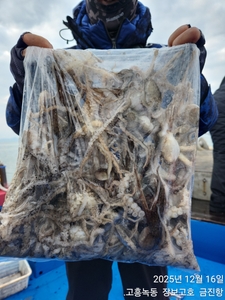 16일 녹동알쭈꾸미 싸이즈 굿~ 선상낚시로 잡은 물고기 조황