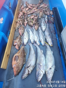 민어,붉바리 잡으러오세요 ~ 선상낚시로 잡은 물고기 조황