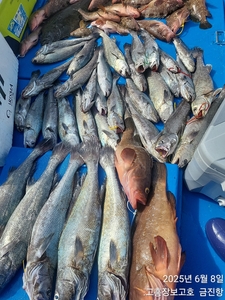 주말 붉바리,민어 핫조황~~ 선상낚시로 잡은 물고기 조황