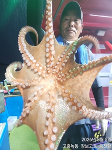 점점더 좋아지는 녹동돌문어 ~ 선상낚시로 잡은 물고기 조황
