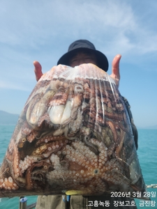 26년도 첫문어 대박조황 ~ 선상낚시로 잡은 물고기 조황