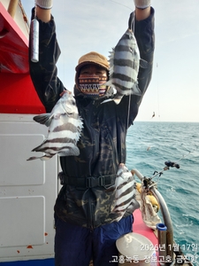 돌돔덜덜이 조황입니다 ~ 선상낚시로 잡은 물고기 조황