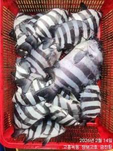 돌돔덜덜이 출조~ 선상낚시로 잡은 물고기 조황