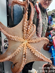 준내만문어 실시간 ~ 선상낚시로 잡은 물고기 조황