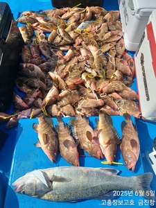 붉바리 타작~ 선상낚시로 잡은 물고기 조황