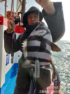 돌돔덜덜이 출조합니다 ~ 선상낚시로 잡은 물고기 조황