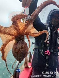 29일 준내만문어 좋네요 ~ 선상낚시로 잡은 물고기 조황
