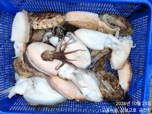 신발짝 갑오징어 ~ 선상낚시로 잡은 물고기 조황
