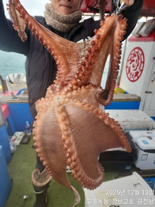 겨울문어 잡으러 오세요 ~ 선상낚시로 잡은 물고기 조황