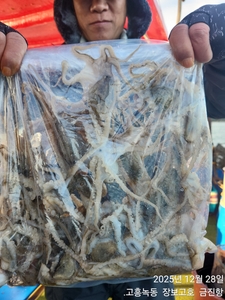 28일 녹동알쭈꾸미 실시간 ~ 선상낚시로 잡은 물고기 조황