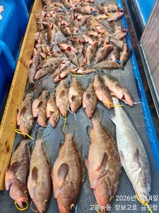 돼지뚱붉바리 5짜~ 선상낚시로 잡은 물고기 조황