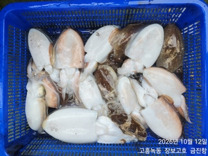 신발짝갑오징어 조황~ 선상낚시로 잡은 물고기 조황