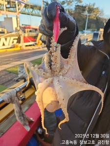 30일 녹동알쭈꾸미 싸이즈 죽이네~ 선상낚시로 잡은 물고기 조황