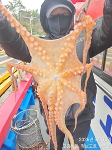 준내만문어 싸이즈 굿~ 선상낚시로 잡은 물고기 조황