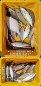 2025년 4월 26일 송정 대복호 왕전갱이등 조황 선상낚시로 잡은 물고기 조황