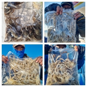 여수히트호 18일 쭈꾸미 조황 선상낚시로 잡은 물고기 조황